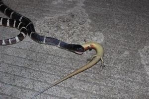 毒蛇喂狗?男子钓鱼,打死剧毒银环蛇,竟给狗吃