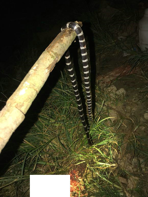 毒蛇喂狗?男子钓鱼,打死剧毒银环蛇,竟给狗吃