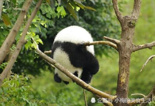 大熊猫的肉好吃吗?说出来你都不信,吃过的人都