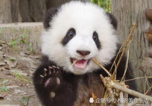 大熊猫的肉好吃吗?说出来你都不信,吃过的人都