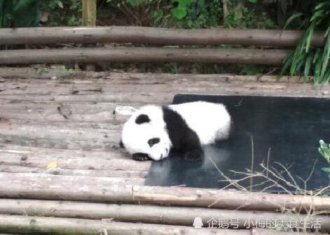 大熊猫的肉好吃吗?说出来你都不信,吃过的人都