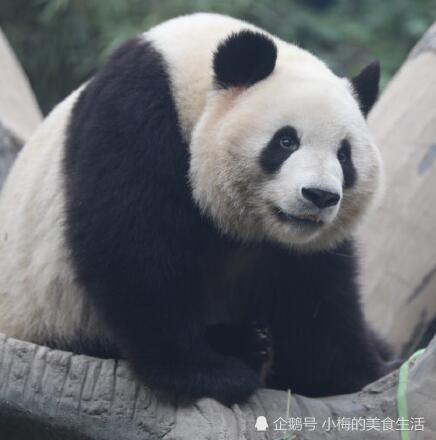 大熊猫的肉好吃吗?说出来你都不信,吃过的人都