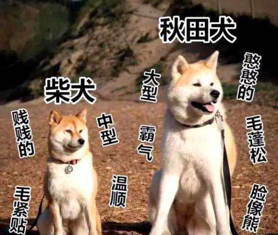 妹子你啥好狗不养 竟养一只秋田犬 遛狗时候秒变女汉子了吧