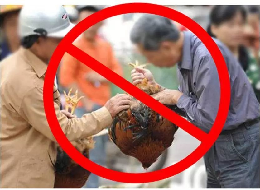广东又现人禽流感,我们应该怎么办?