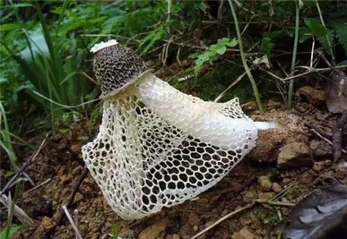 特殊食材竹苼大全