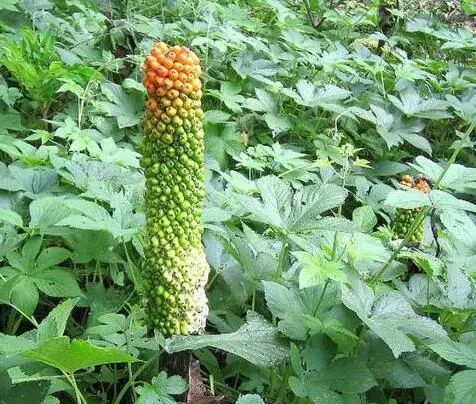 这种外观长得像玉米的植物,全身是毒,农民却大规模种植|魔芋|农民