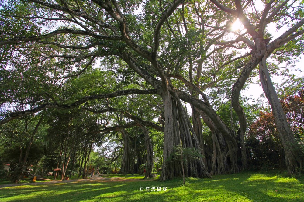 中国最大的榕树 树冠面积覆盖接近一个标准足球场