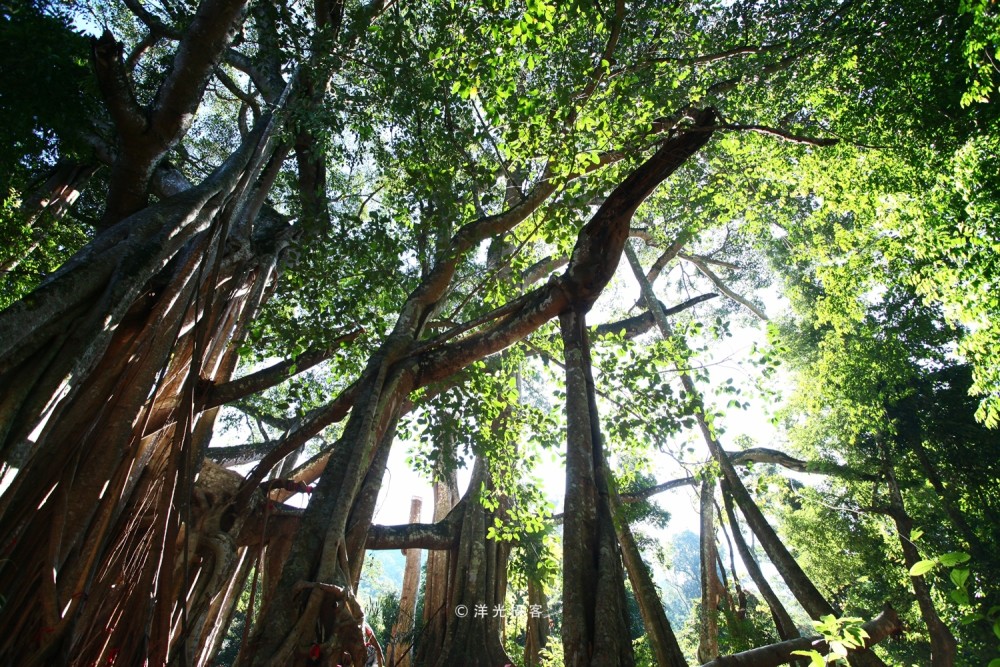 中国最大的榕树 树冠面积覆盖接近一个标准足球场