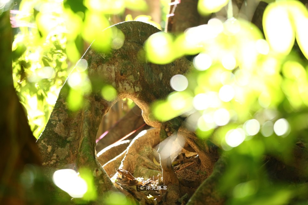 中国最大的榕树 树冠面积覆盖接近一个标准足球场