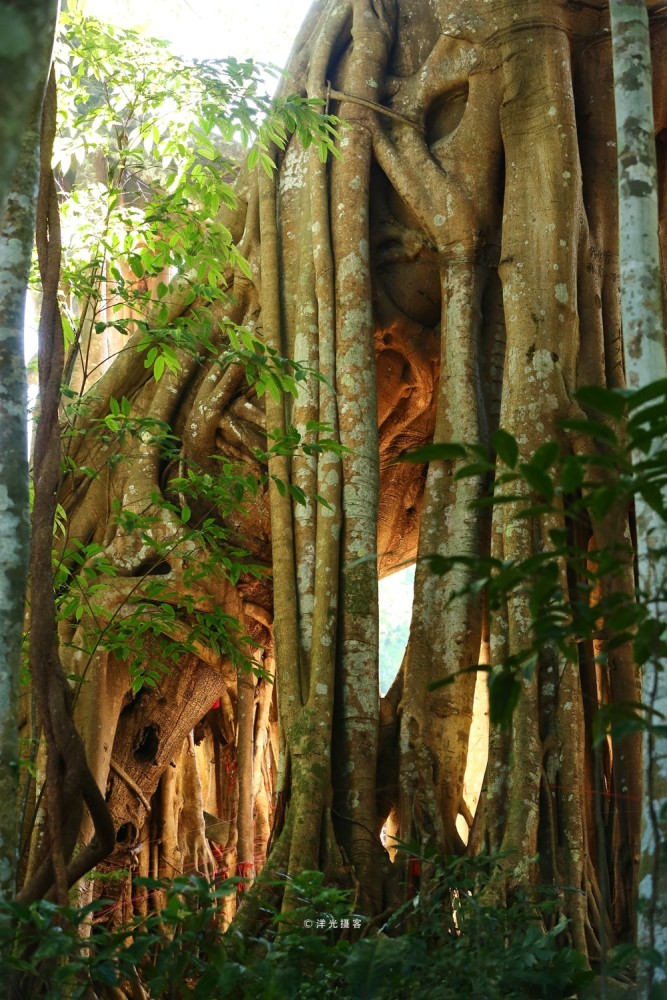 中国最大的榕树 树冠面积覆盖接近一个标准足球场