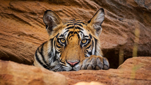 BBC重磅纪录片《王朝》,演绎动物版权力的游