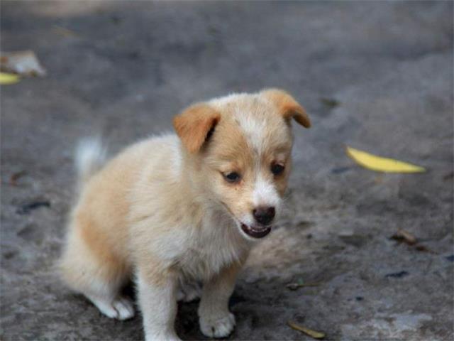 流浪狗突然跪倒在路人面前,好奇跟着观看,明白