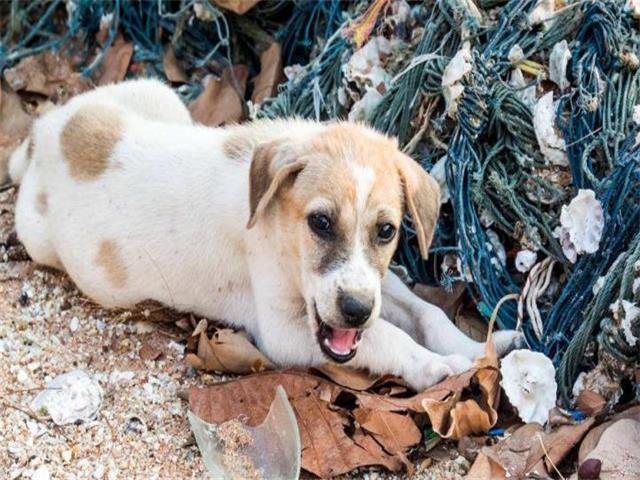 流浪狗突然跪倒在路人面前,好奇跟着观看,明白