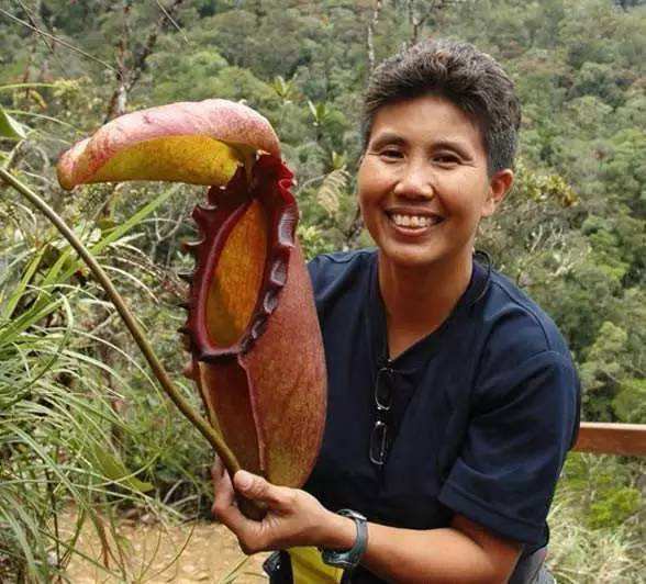 食人树真的会吃人吗?生物学家:其消化液极为可