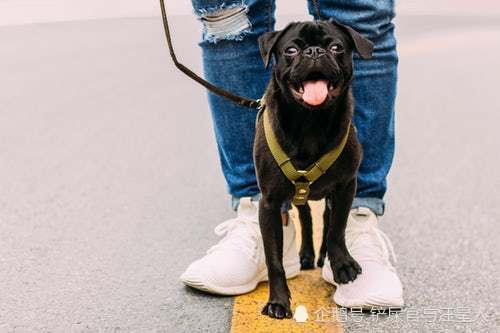 狗狗半夜忽然对着空气叫唤,难道真能看到脏东