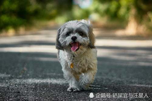 狗狗半夜忽然对着空气叫唤,难道真能看到脏东