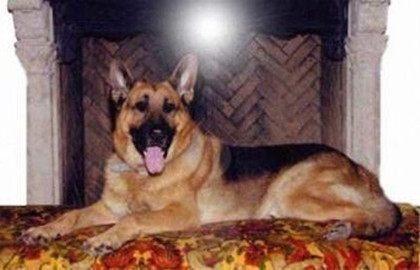 世界上最有钱的狗,拥有25亿财产,看完我真是服