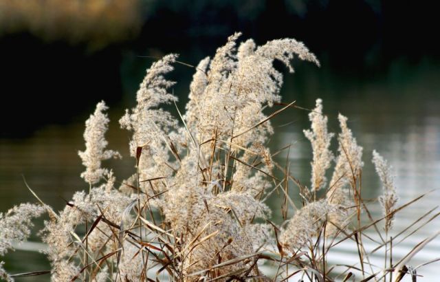 一日一花一诗:芦花