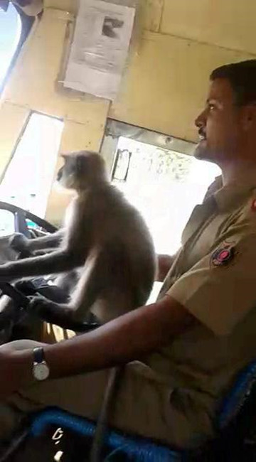 印度公交车司机竟让一只猴子开车满车乘客看傻眼