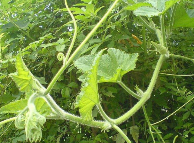 南瓜藤,是葫芦科南瓜属下的植物,别名番瓜藤,盘肠草,南瓜苗.