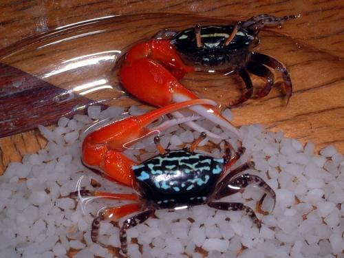 现在养宠物都是以螃蟹为主,这种"西瓜蟹"非常受欢迎,很好养活