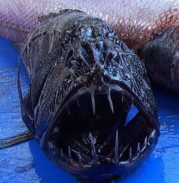 看到这种深海鱼 就算再美味 也应该没有几个人敢吃 深海鱼 龙鱼 鱼类