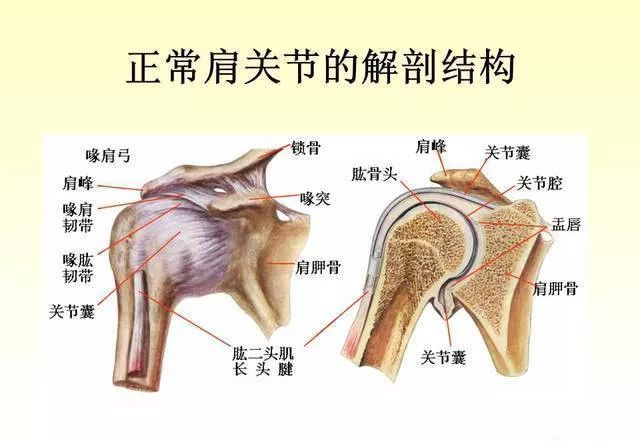 肩部构造图图片