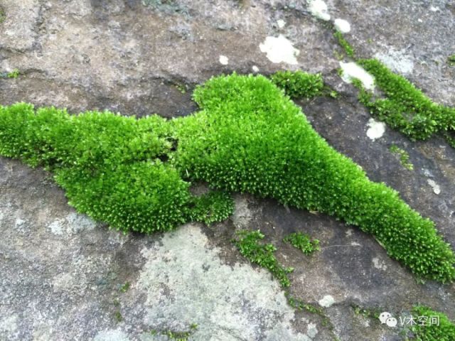 "翠绿的团块状蛋糕"之 朵朵藓