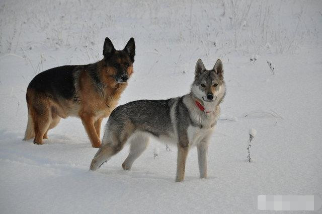 世界两大著名有狼血的犬种:捷克狼犬和萨尔路斯狼犬,在国内好像都能