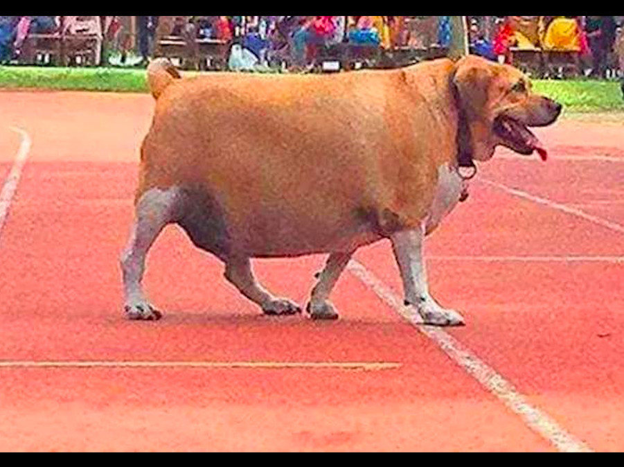 流浪狗成为校犬后被学生们喂成了猪 整个校园齐心协力为它减肥