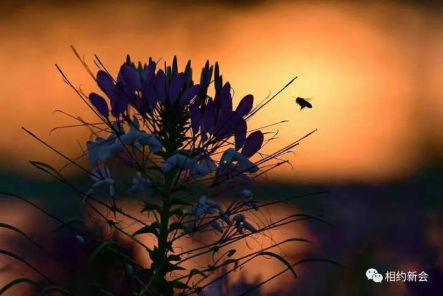 美!醉!了!新会城轨站前的花海惊艳了这个秋天