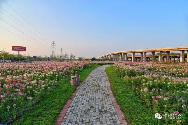 美!醉!了!新会城轨站前的花海惊艳了这个秋天