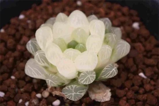 最贵的冰灯玉露130万!怎么把普货玉露养成贵族