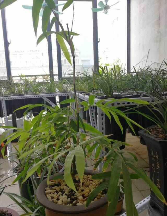 阳台养殖兰花的定位,送给所有的阳台兰花爱好者