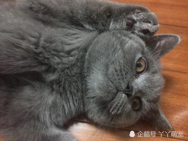 蓝猫从宠物店回家之后,3天不吃不喝,医生的一