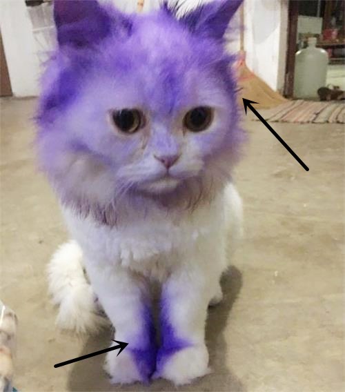 回家后发现白猫变成了紫猫,铲屎官不淡定了,网友却说:紫气东来