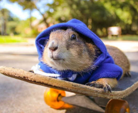 小姐姐因喜爱土拨鼠,不顾家人反对饲养,结果一个视频火遍全网!