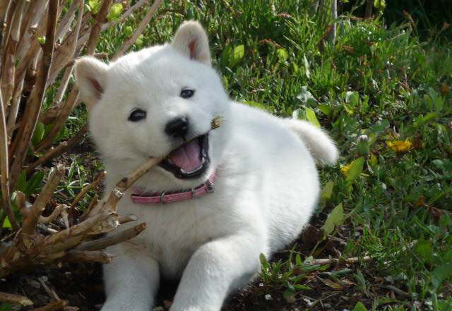有着 厚真犬 之称的北海道犬 你喜欢吗