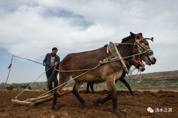 汤阴30年前秋收犁地拉楼的劳动场面