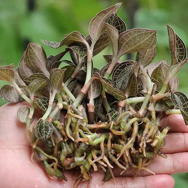 金线莲功效强大可惜99的人不懂吃甚至都没听过