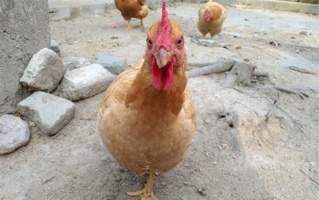 鸡身上最脏的3大"器官",里面有寄生虫,吃的时候要小心