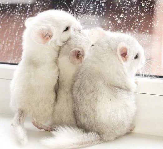 三只龙猫看雪的背影,太有爱了