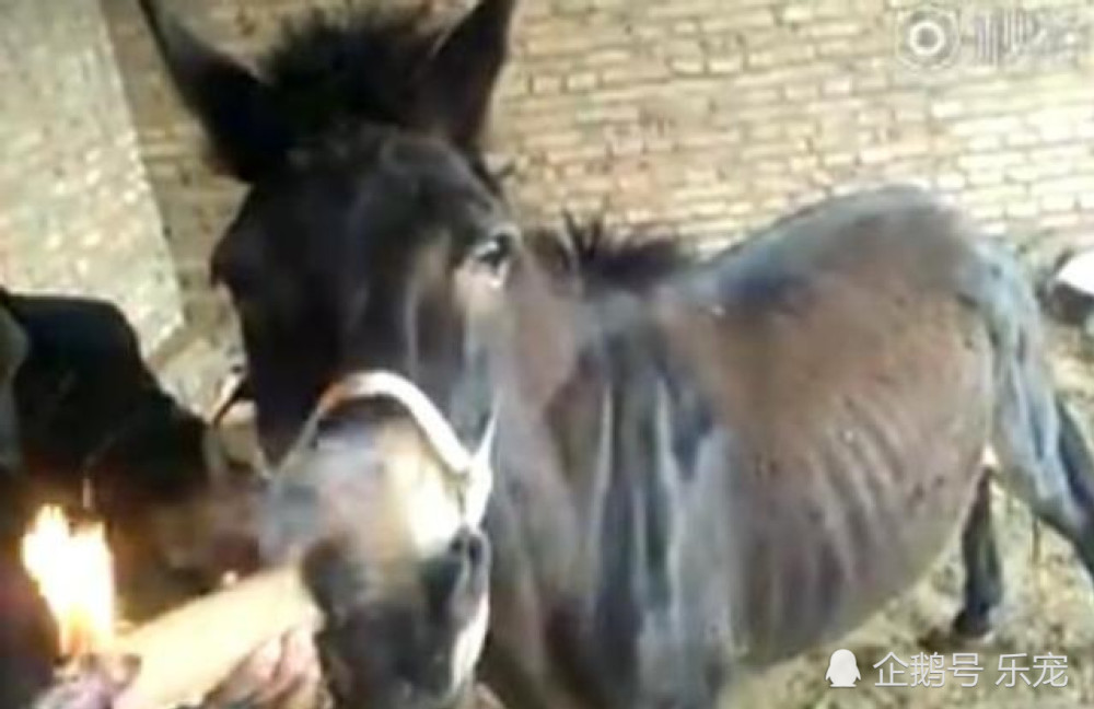 毛驴迷上抽烟,主人每次给他抽烟后,它露出的表情让人发笑