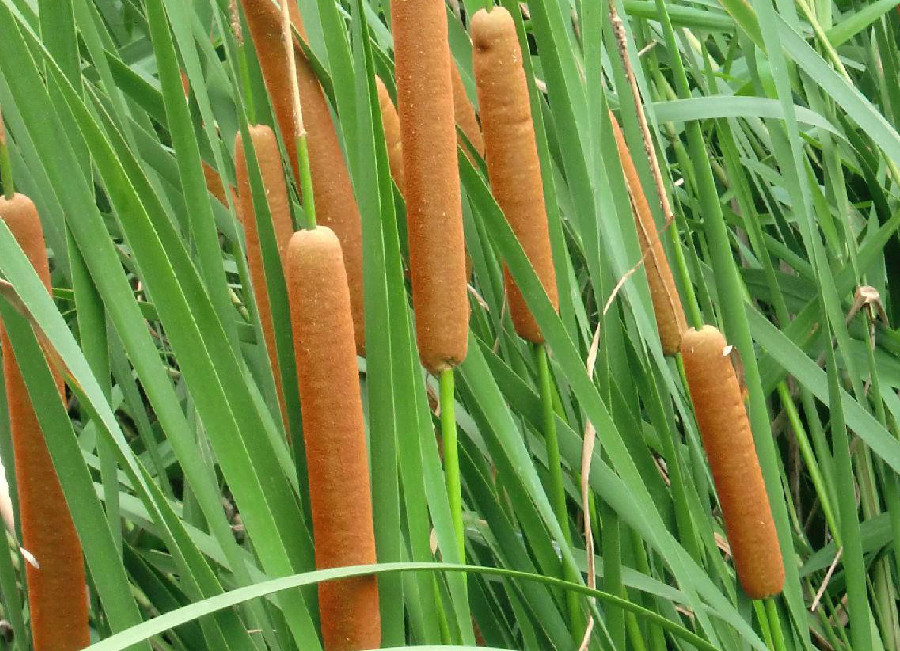 农村田边"香肠草",农民见之发愁,今却成30元一斤的罕见菜!