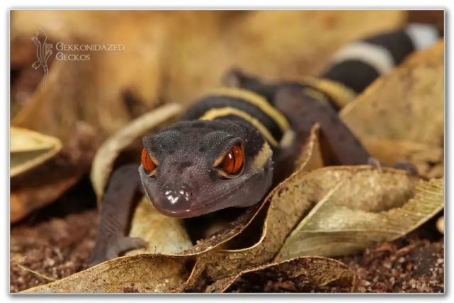 腾讯内容开放平台