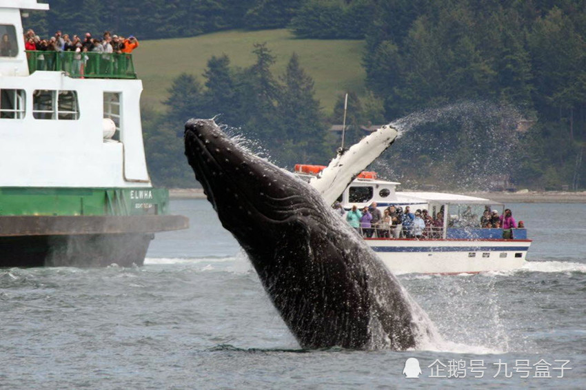 数十吨重鲸鱼钻入游船下方嬉戏玩耍,动静太大吓得乘客报警求助