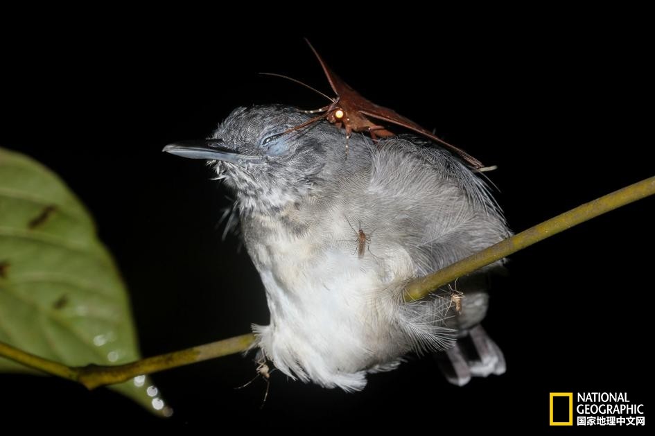 生物学家拍到罕见一幕,这只蛾居然在用长长的口器偷食鸟儿的眼泪