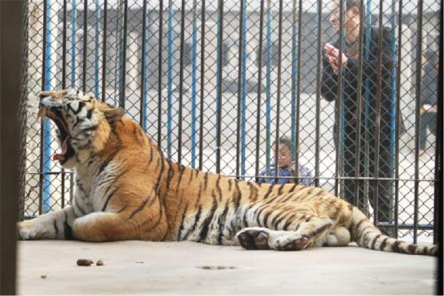 老虎和猫同是猫科动物,那老虎会吃猫吗?说出来你可能不信