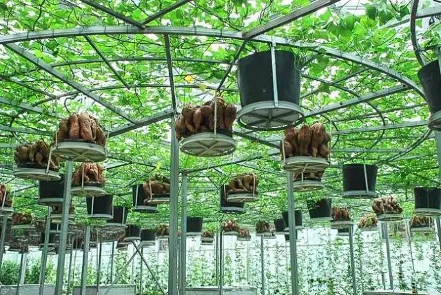 是用深液流栽培,应用国际领先的红薯根系功能分离与连续结薯技术,将