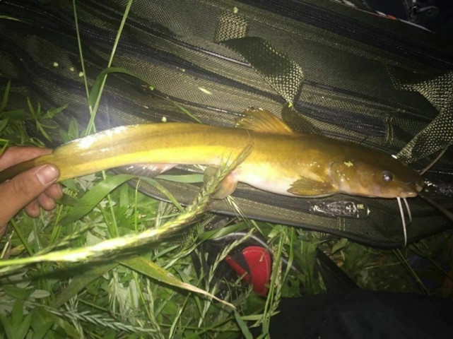 黄河里的6种无鳞鱼,能全钓上来的,肯定是野钓高人